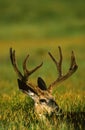 Bedded Mule Deer in Velvet Royalty Free Stock Photo