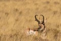 Bedded Pronghorn buck Royalty Free Stock Photo