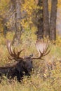 Bedded Shiras Bull Moose Royalty Free Stock Photo