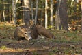 Bedded whitetail deer buck Royalty Free Stock Photo