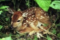 Bedded Whitetail Deer Fawn Royalty Free Stock Photo