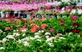 Bedding plants in a nursery