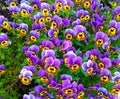 Bedflower of purple and yellow violas Royalty Free Stock Photo