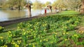 Bedford Embankment in the Springtime with daffodils. Royalty Free Stock Photo