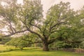 Bedford Oak