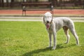 Bedligton Terrier Outdoor Photo