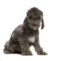 Bedlington Terrier Royalty Free Stock Photo