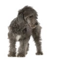 Bedlington Terrier Royalty Free Stock Photo