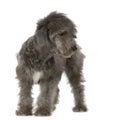 Bedlington Terrier