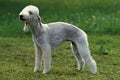 BEDLINGTON TERRIER Royalty Free Stock Photo