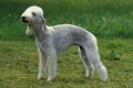 Bedlington Terrier, Adult standing on Grass Royalty Free Stock Photo