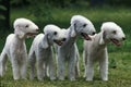 BEDLINGTON TERRIER Royalty Free Stock Photo
