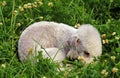 Bedlington Terrier Dog, Puppy sleeping in Grass