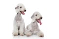 Bedlington terrier dogs Royalty Free Stock Photo