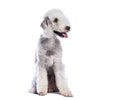 Bedlington terrier panting and sitting on white background Royalty Free Stock Photo
