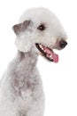 Bedlington terrier portrait