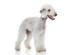 Bedlington terrier portrait