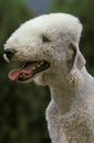 BEDLINGTON TERRIER