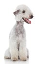 Bedlington terrier on white background Royalty Free Stock Photo