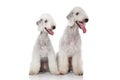 Bedlington terriers Royalty Free Stock Photo