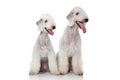 Bedlington terriers