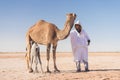 Bedouin, Baby camel and mother camel in Sahara desert among the small sand dunes, beautiful wildlife near oasis. Camels walking in Royalty Free Stock Photo