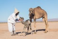 Bedouin, Baby camel and mother camel in Sahara desert among the small sand dunes, beautiful wildlife near oasis. Camels walking in Royalty Free Stock Photo