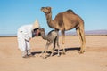 Bedouin, Baby camel and mother camel in Sahara desert among the small sand dunes, beautiful wildlife near oasis. Camels walking in