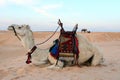 Bedouin camel Royalty Free Stock Photo