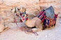 Bedouin camel Royalty Free Stock Photo