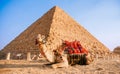 Bedouin camel on background of pyramid of Giza in Cairo Egypt sunset. Banner travel Egyptian