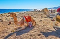 Camels on Dahab beach, Sinai, Egypt Royalty Free Stock Photo