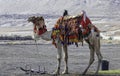 Bedouin camel in an elegant harness with a multi-colored carpet Royalty Free Stock Photo