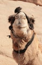 Bedouin camel in harness