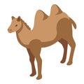 Bedouin camel icon isometric vector. Desert camp