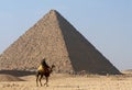 Bedouin on camel near of great egypt pyramid Royalty Free Stock Photo