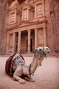 Bedouin Camel at Petra, Jordan Royalty Free Stock Photo