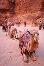 Bedouin camel Royalty Free Stock Photo