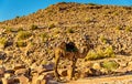 Bedouin camel rests in the ancient city of Petra