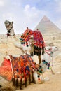 Bedouin camel rests near the Pyramids