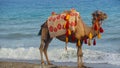 Stunning view of a camel grazing on a hill with Sea in the background