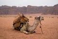 Bedouin camel taking a rest, Jordan Royalty Free Stock Photo