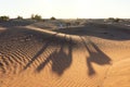 Bedouin and camel on way through sandy desert Beautiful sunset with caravan on Sahara, Morocco Desert with camel and nomads Royalty Free Stock Photo