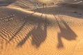 Bedouin and camel on way through sandy desert Beautiful sunset with caravan on Sahara, Morocco Desert with camel and nomads