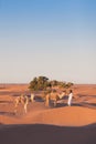 Bedouin and camel on way through sandy desert Beautiful sunset with caravan on Sahara, Morocco Desert with camel and nomads Royalty Free Stock Photo