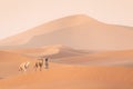 Bedouin and camel on way through sandy desert Nomad leads a camel Caravan in the Sahara during a sand storm in Morocco Desert.