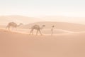 Bedouin and camel on way through sandy desert Nomad leads a camel Caravan in the Sahara during a sand storm in Morocco Desert.