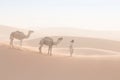 Bedouin and camel on way through sandy desert Nomad leads a camel Caravan in the Sahara during a sand storm in Morocco Desert. Royalty Free Stock Photo