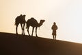 Bedouin and camel on way through sandy desert Nomad leads a camel Caravan in the Sahara during a sand storm in Morocco Desert.