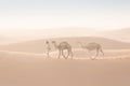 Bedouin and camel on way through sandy desert Nomad leads a camel Caravan in the Sahara during a sand storm in Morocco Desert.